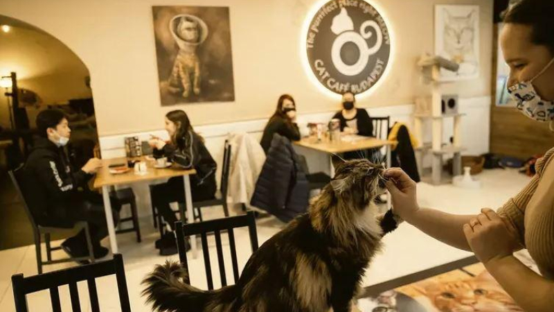 Perros y gatos, bienvenidos: esta ciudad argentina se convirtió en "pet friendly"