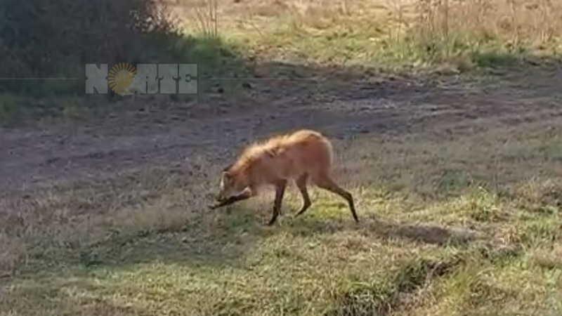 Liberaron un aguará guazú macho en el parque de la estancia "La Leonor"