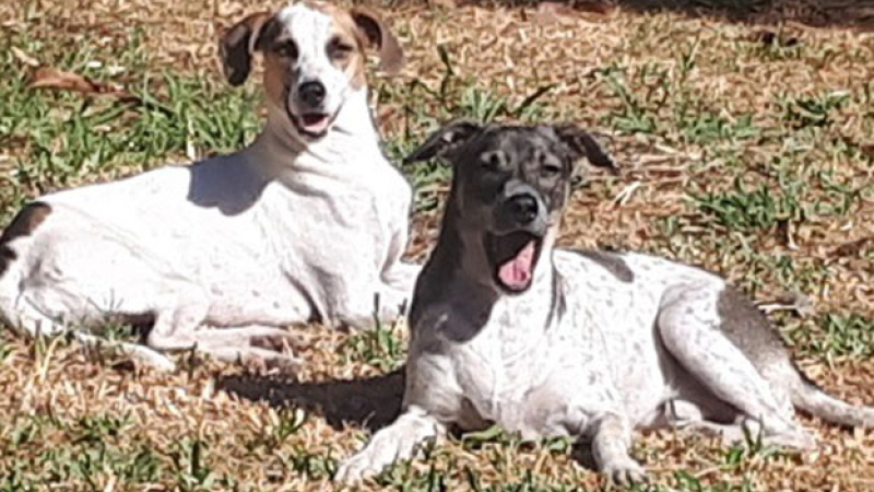 Hermanitos caninos en adopción