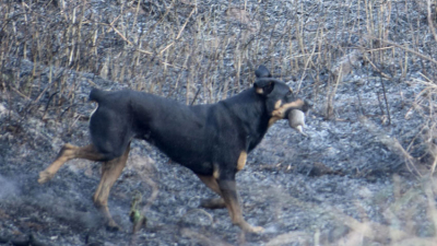 Dantesca quema de pastizales hace estragos en la flora y fauna