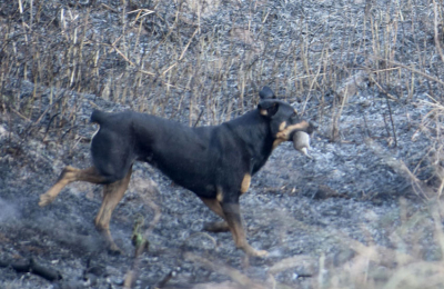 Dantesca quema de pastizales hace estragos en la flora y fauna