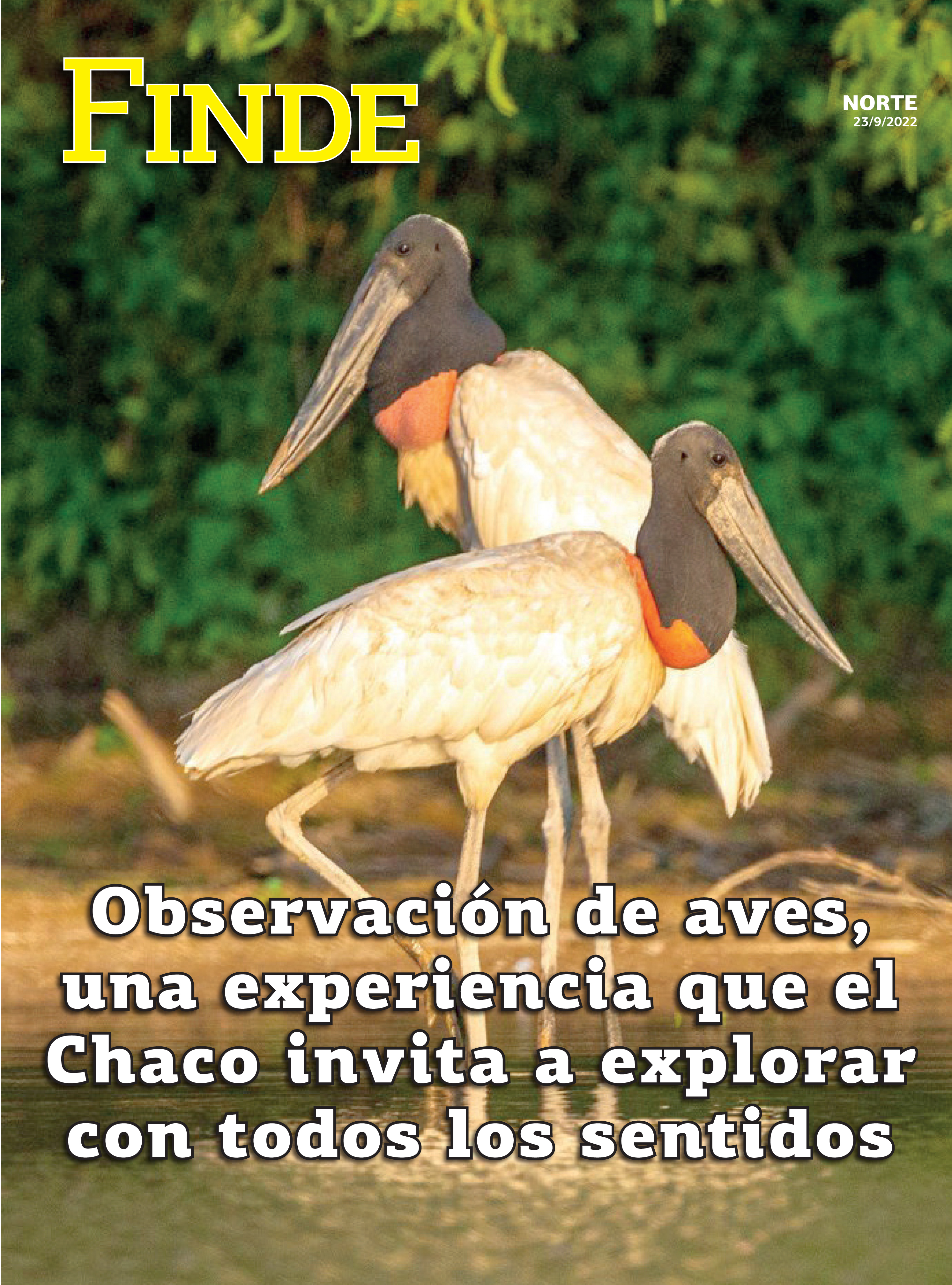 Observación de aves, una experiencia que el Chaco invita a explorar con todos los sentidos