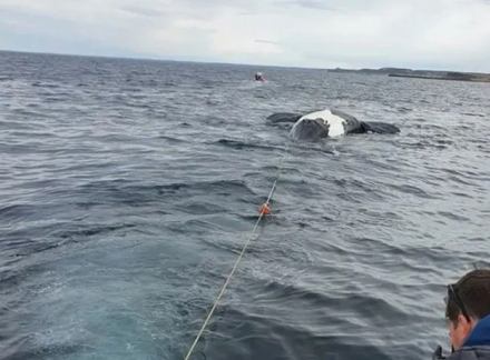 ballenas-muertas.jpg