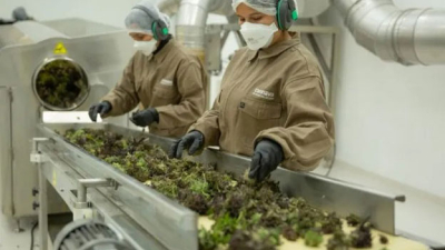 Habilitaron la primera planta industrial de cannabis en el país