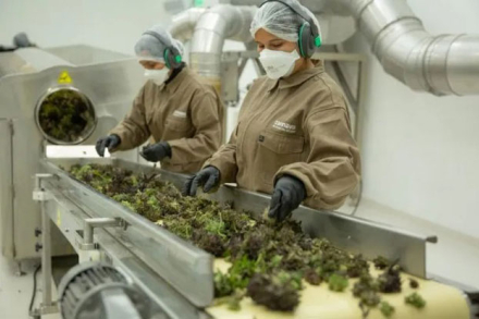 cannabis-medicinal.jpg