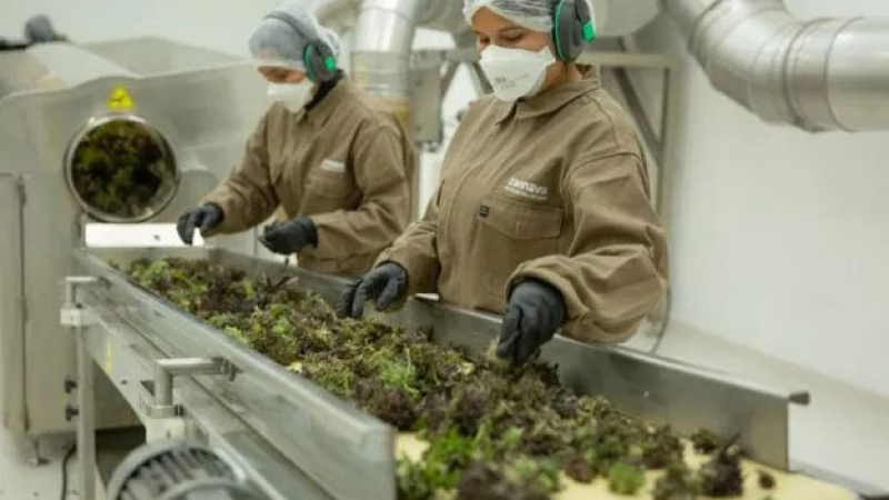 Habilitaron la primera planta industrial de cannabis en el país