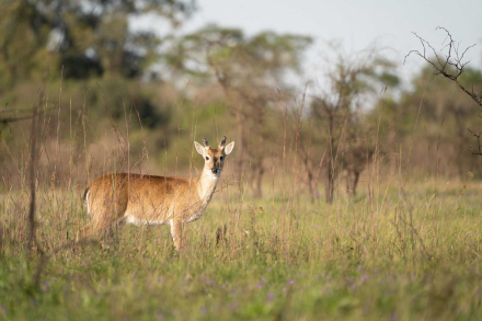 guanaco.jpg