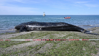 Preocupación: ya son 18 las ballenas halladas muertas en la Península de Valdés