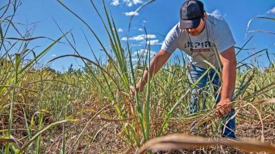 Jornada técnica de la caña de azúcar forrajera