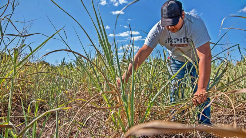 Jornada técnica de la caña de azúcar forrajera