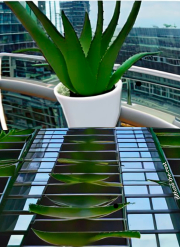 aloe.jpg