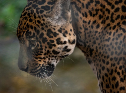 biodiversidad6.jpg