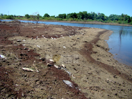 peces02.jpg