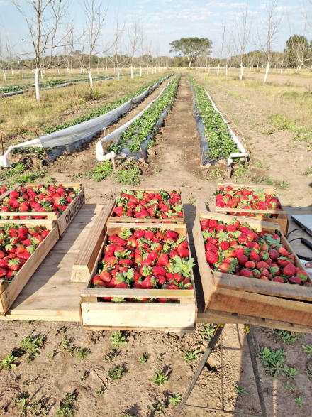 21-R-211-frutilla del Chaco (2).jpeg