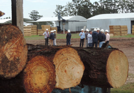 forestal.JPG