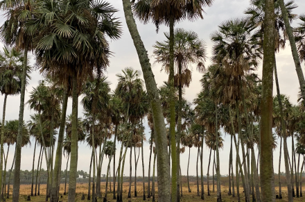 parque laguna el palmar.png