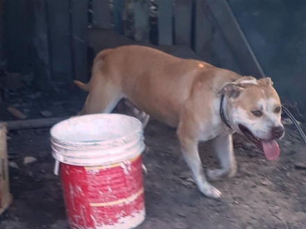 pitbull.jpg