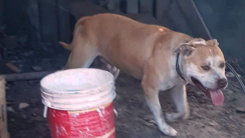 Formosa: dos menores fueron atacados por un pitbull