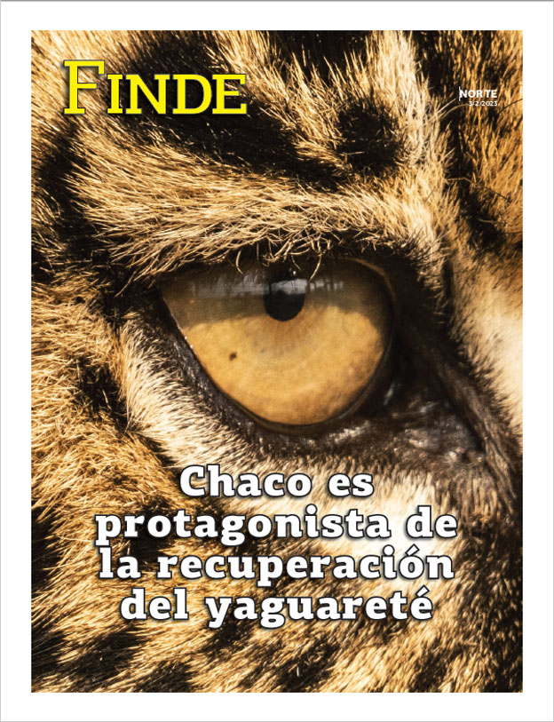 Chaco es protagonista de la recuperación del yaguareté 