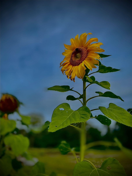 girasol.jpg