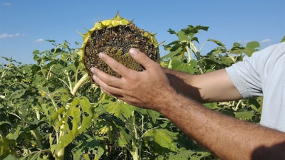 Las pocas lluvias ayudaron a todos los cultivos en el sudoeste