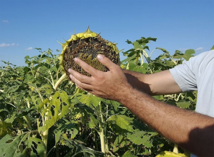 girasol.jpg
