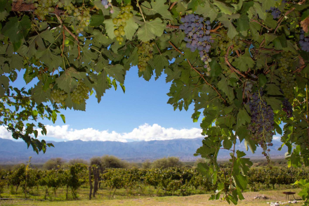 ruta vino2.jpg