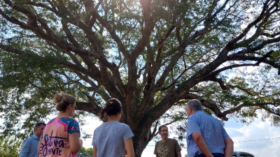 ¿Tanto lío por un árbol?