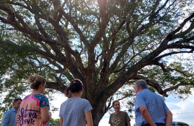 ¿Tanto lío por un árbol?