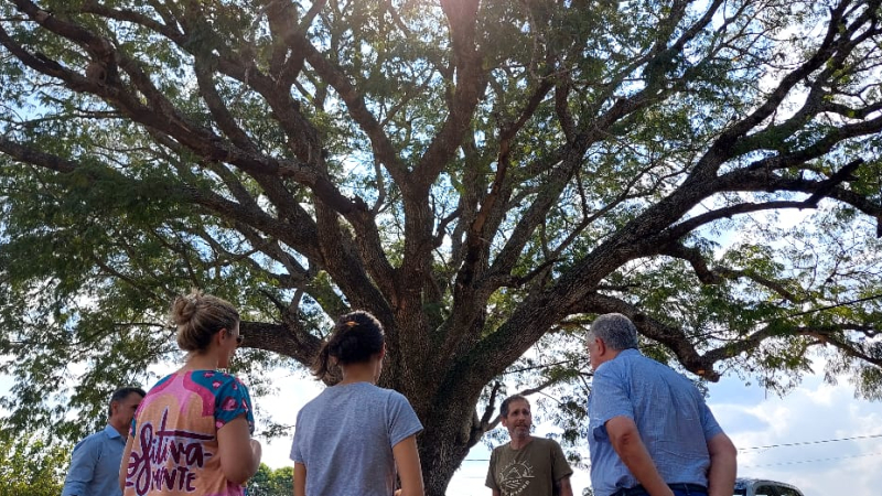 ¿Tanto lío por un árbol?