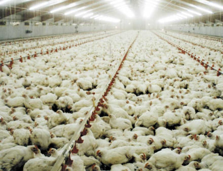criadores-de-pollos.jpg