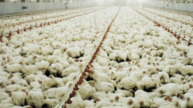 Se expande la gripe aviar: primer brote industrial en Chile; sacrifican 40 mil aves de corral