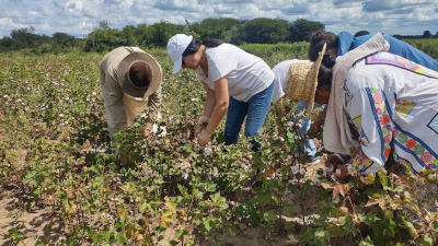 Comenzó la cosecha de algodón agroecológico No’Oxonec