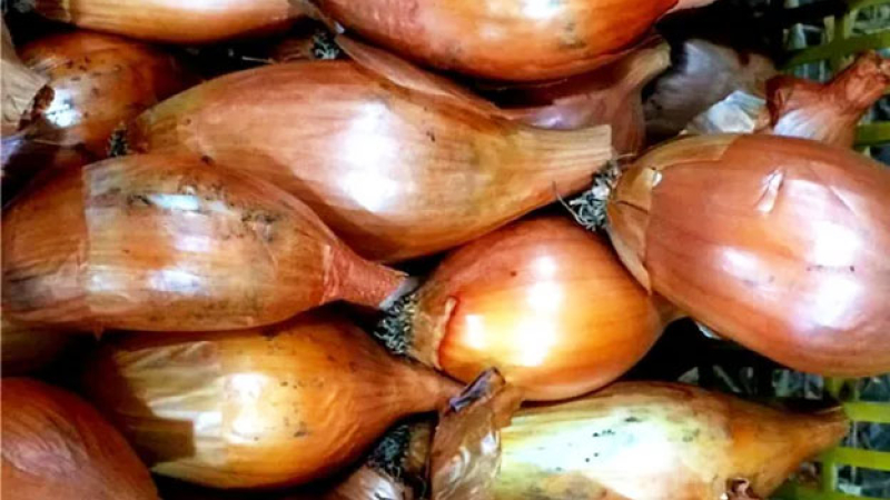 Picar cebolla ya no haría llorar