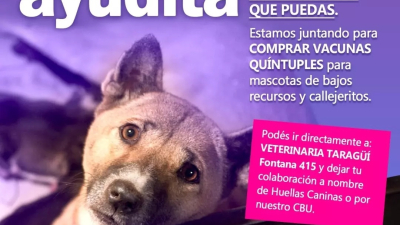 Se viene el frío: campaña para ayudar a perros en tránsito con sus vacunas