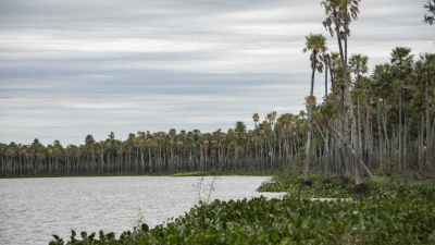 El Congreso aprobó la creación de la reserva "Laguna El Palmar"