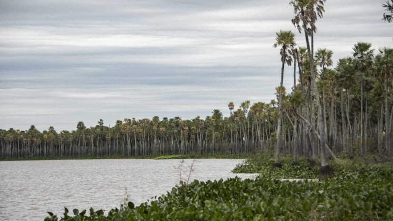 El Congreso aprobó la creación de la reserva "Laguna El Palmar"