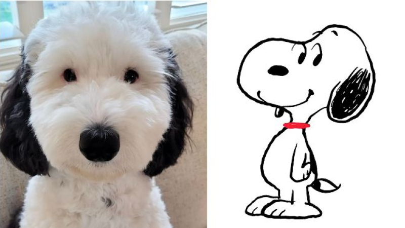La perrita que se hizo viral por ser idéntica a Snoopy