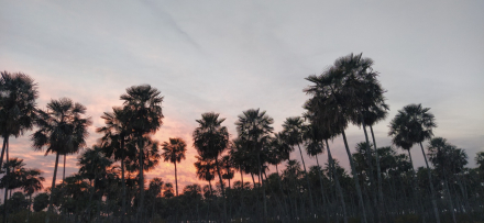 el palmar.jpeg
