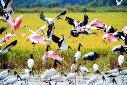 aves8.jpg