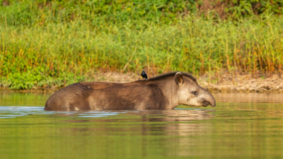 Día del animal: el Ministerio de Ambiente impulsa políticas de protección
