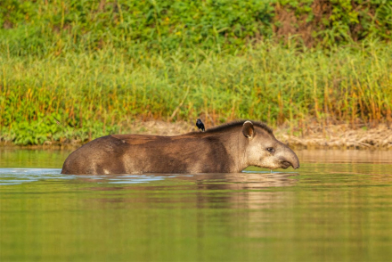tapir.jpg