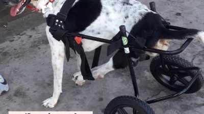 Api "volvió a nacer" y busca un hogar