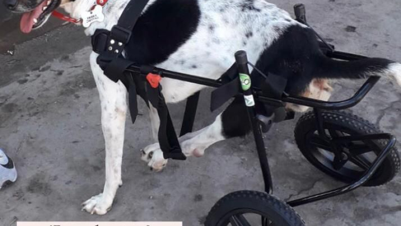 Api "volvió a nacer" y busca un hogar