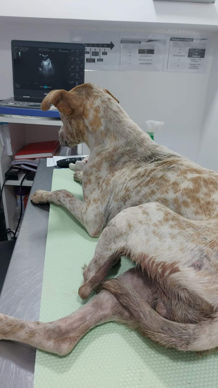 perrita atropellada 2.jfif