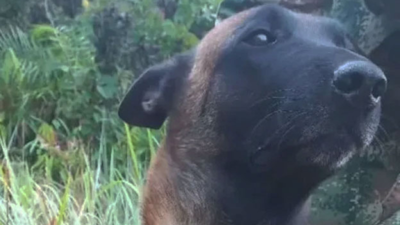 Encontraron a uno de los perros rescatistas que se perdieron en la selva