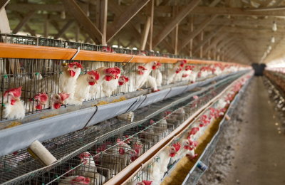 El uso de antibióticos en animales de cría, un problema que crece
