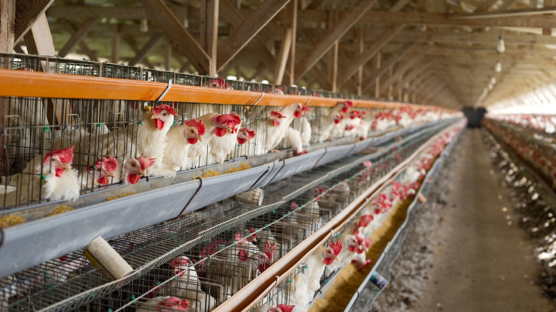 El uso de antibióticos en animales de cría, un problema que crece