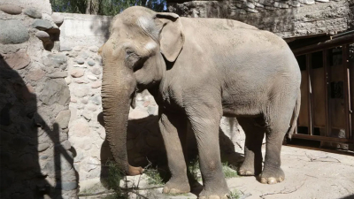 Mendoza: preparan el traslado del último elefante cautivo en Argentina