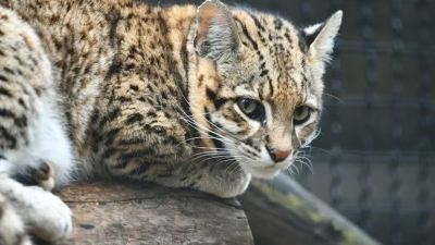 Los pequeños gatos de la selva amenazados